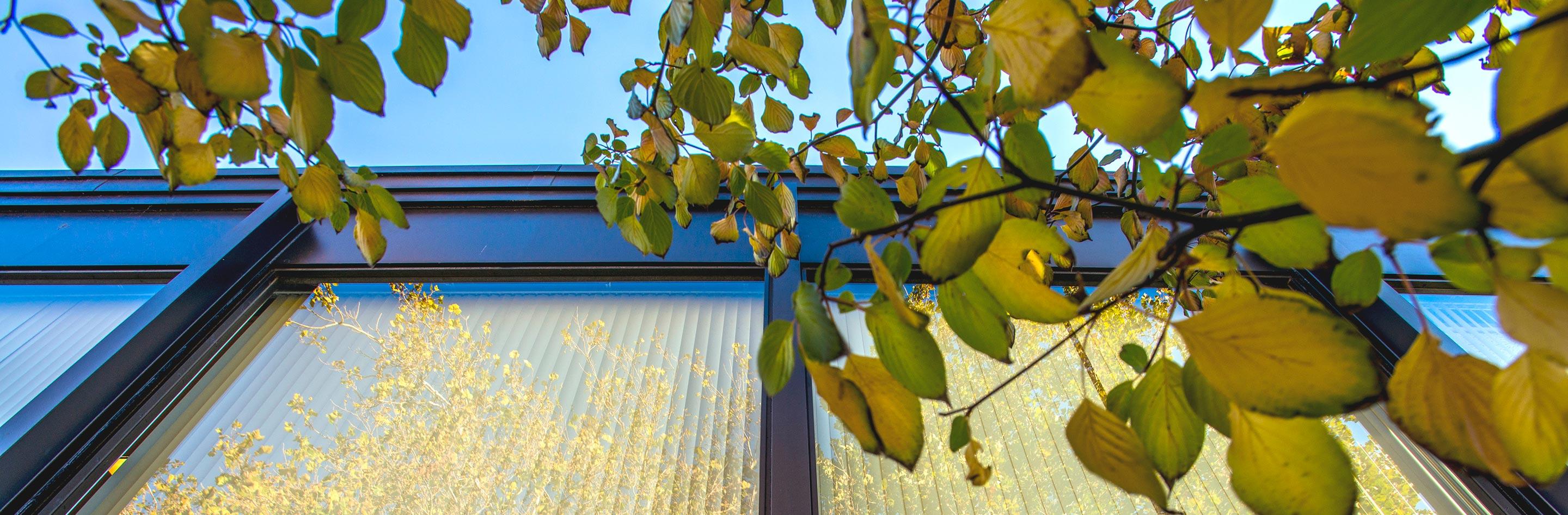 Exterior window of Edith Abbott Hall. A clear light blue sky above and light green, yellow leaves in the foreground.